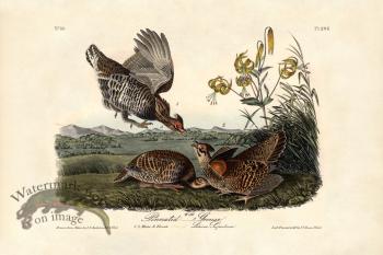 Pinnated Grouse
